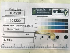 Leucocoprinus flavescens