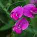 Sweet Peas and Vetchlings - Photo (c) psweet, some rights reserved (CC BY-SA)
