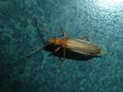 Nacerdes testacea
