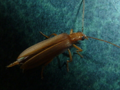 Nacerdes testacea