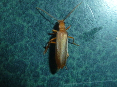 Nacerdes testacea