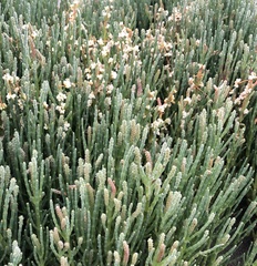 Arthroceras subterminale