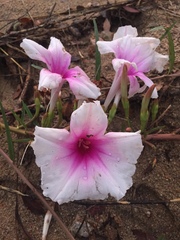 Ipomoea longifolia