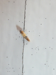 Batia lunaris
