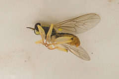 Solva pallipes