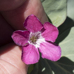 Cycladenia humilis humilis