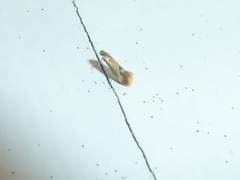Batia lunaris