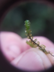 Scapania undulata