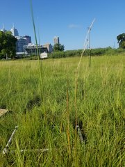 Elionurus tripsacoides