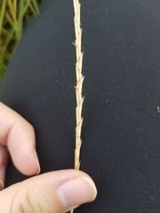 Elionurus tripsacoides