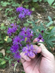 Vernonia texana