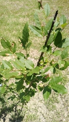 Fraxinus uhdei