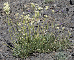 Eriogonum compositum compositum