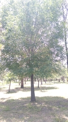 Fraxinus uhdei