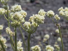 Eriogonum compositum compositum