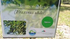 Fraxinus uhdei