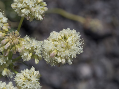 Eriogonum compositum compositum