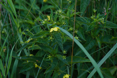 Lysimachia ciliata