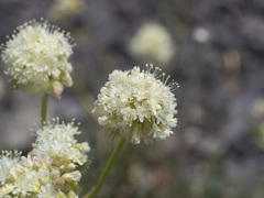Eriogonum compositum compositum