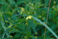 Lysimachia ciliata