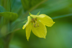 Lysimachia ciliata