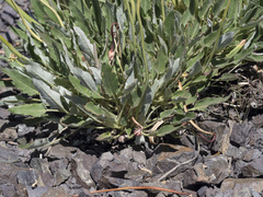 Eriogonum compositum compositum