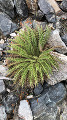 Cirsium funkiae