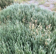 Arthroceras subterminale