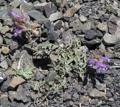 Penstemon purpusii