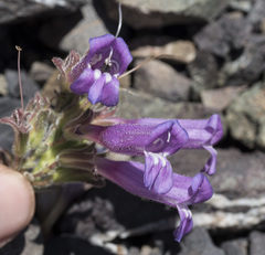 Penstemon purpusii