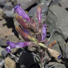 Penstemon purpusii