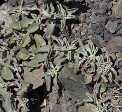 Penstemon purpusii