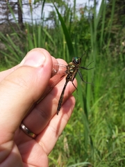 Somatochlora walshii