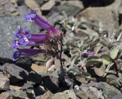 Penstemon purpusii
