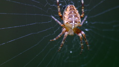Araneus diadematus