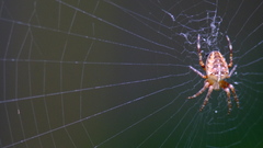 Araneus diadematus
