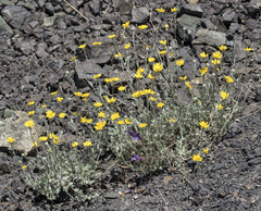 Eriophyllum lanatum achilleoides