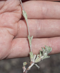 Eriophyllum lanatum achilleoides