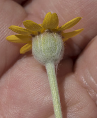 Eriophyllum lanatum achilleoides