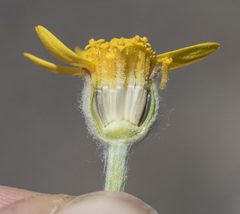 Eriophyllum lanatum achilleoides