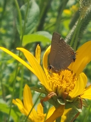 Satyrium edwardsii