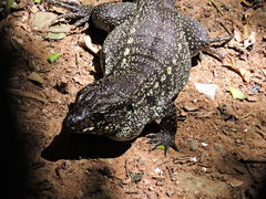 Salvator merianae