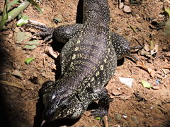 Salvator merianae