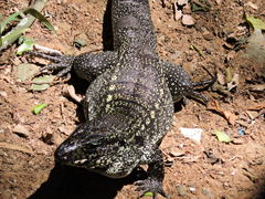 Salvator merianae