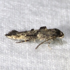 Epermenia albapunctella