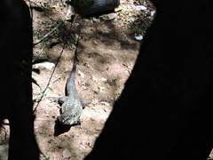 Salvator merianae