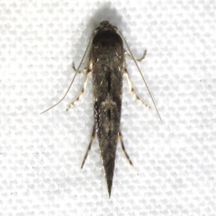 Epermenia albapunctella