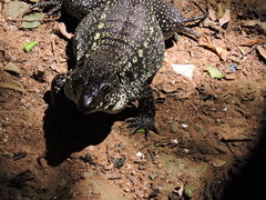 Salvator merianae
