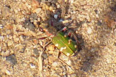 Cicindela soluta