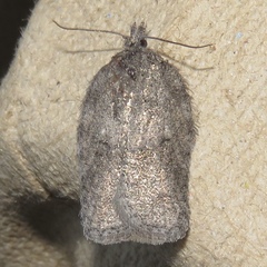 Acleris maximana